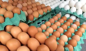 tripecuaria_home-luizagner-300x179 "Gripe aviária no RS: governo declara emergência e ovos são destruídos"