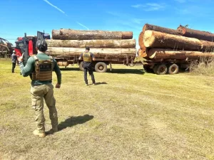 WhatsApp-Image-2025-06-13-at-15.16.01-300x225 Polícia Civil apreende caminhões com carga de madeira em nova fase da operação contra desmatamento em Juína