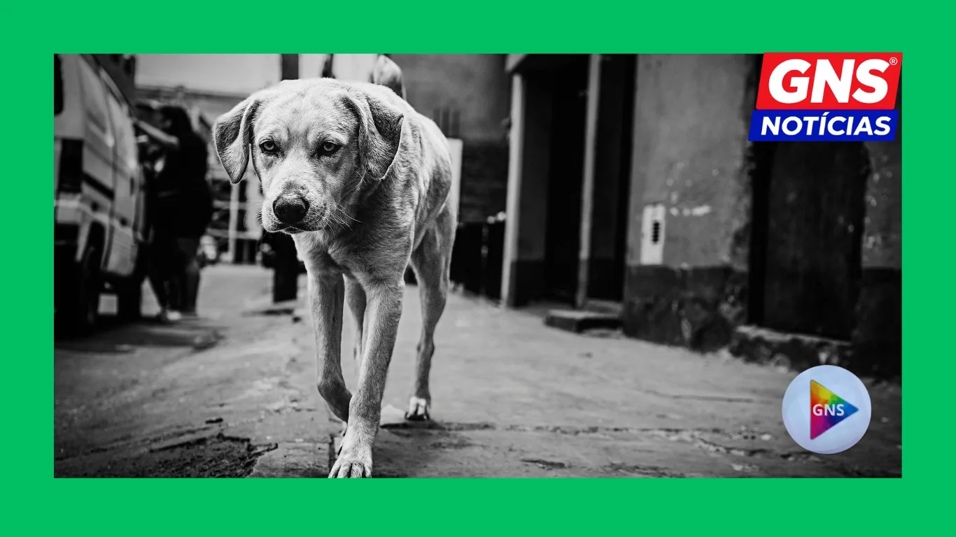 Design-sem-nome-25 “30 MILHÕES ABANDONADOS”: O BRASIL VIVE UMA EPIDEMIA SILENCIOSA DE MAUS-TRATOS, DESAPARECIMENTOS E MORTE DE ANIMAIS