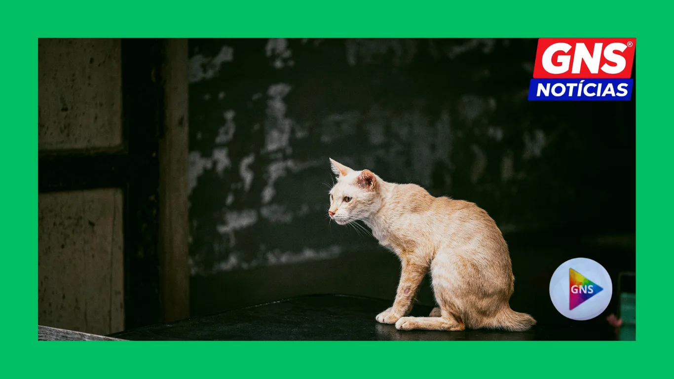 Design-sem-nome-26 “30 MILHÕES ABANDONADOS”: O BRASIL VIVE UMA EPIDEMIA SILENCIOSA DE MAUS-TRATOS, DESAPARECIMENTOS E MORTE DE ANIMAIS