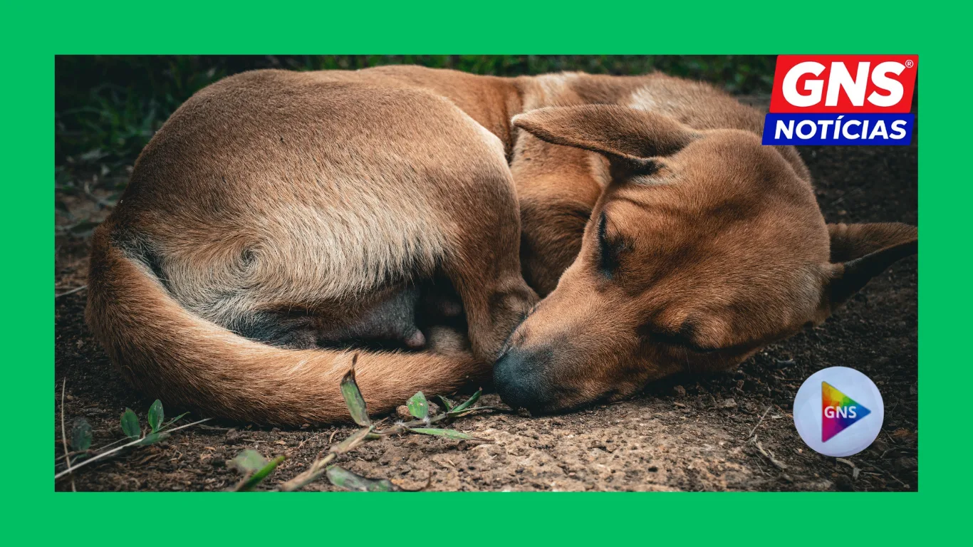 Design-sem-nome-27 “30 MILHÕES ABANDONADOS”: O BRASIL VIVE UMA EPIDEMIA SILENCIOSA DE MAUS-TRATOS, DESAPARECIMENTOS E MORTE DE ANIMAIS